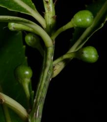 Image: P.B. Heenan © Landcare Research 2014 